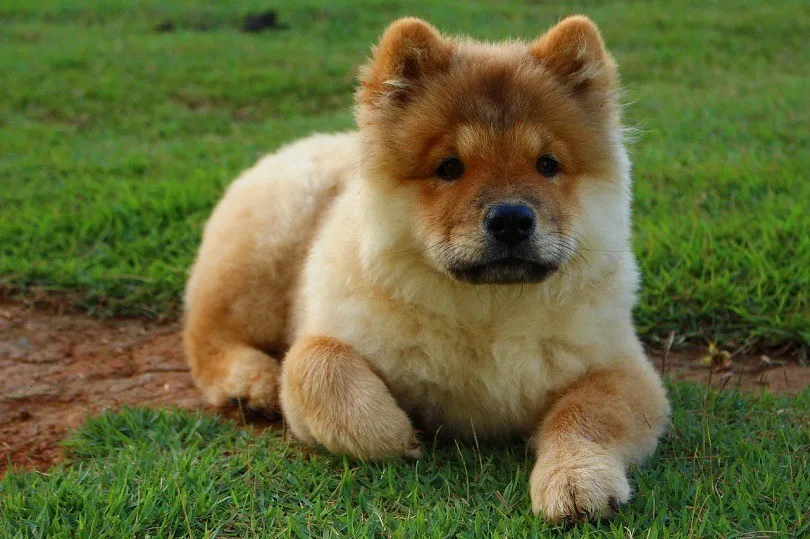 Akita Chow